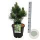 Pinus heldreichii 'Malinki' 40-50 cm 15L