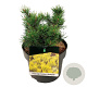 Pinus mugo 'Carsten's Wintergold' 20-25 cm