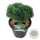 Pinus mugo 'Heideperle' 25-30 cm 15L