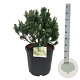 Pinus mugo 'Limerick' 40-50 cm 30L extra
