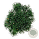 Pinus mugo mugo 40-50 cm 6L