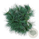 Pinus strobus 'Blue Shag' 30-40 cm 4,5L