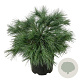 Pinus strobus 'Blue Shag' 50-60 cm 15L