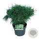 Pinus strobus 'Tiny Kurls' 30-40 cm 4,5L