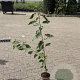 Prunus avium 100-125 cm 2,0L