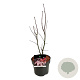 Acer pal. 'Bloodgood' 50-60 cm 4,5L