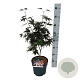 Acer pal. 'Bloodgood' 40-50 cm P21