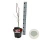 Acer pal. 'Bloodgood' 40-50 cm P21