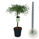 Acer pal. 'Dissectum' 50 cm stam 14L
