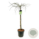 Acer pal. 'Dissectum' 90 cm stam 14L