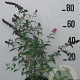 Buddleja d. 'Pink Delight' 60-80 cm 10L