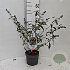 Buddleja d. 'Royal Red' 40-50 cm 3,0L