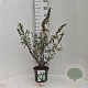Buddleja d. 'White Profusion' 40-50 cm 3,0L