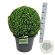 Buxus sempervirens 45-50 cm 17L bol antraciet