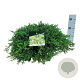 Juniperus comm. 'Greenmantle' 50-60 cm 7,5L