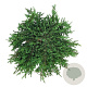 Juniperus comm. 'Greenmantle' 50-60 cm 7,5L