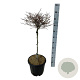 Fagus syl. 'Mercedes' 60 cm stam 15L