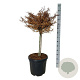 Fagus syl. 'Mercedes' 60 cm stam 30L