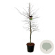Fagus syl. Midnight Feather 175-200 cm 30L extra