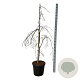 Fagus syl. 'Pendula' 125-150 cm 30L extra