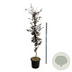 Fagus syl. 'Rohanii' 200-225 cm cont. 55L extra