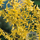 Forsythia int. 'Flojor' 60-80 cm 10L
