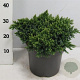Juniperus squamata 'Blue Star' 30-40 cm 7,5L