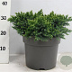 Juniperus squamata 'Blue Star' 30-40 cm 7,5L