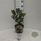 Ilex aquifolium 30-40 cm 3,0L