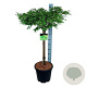 Metasequoia gl. 'Miss Grace' 60 cm stam 15L