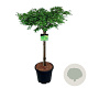 Metasequoia gl. 'Miss Grace' 60 cm stam 15L