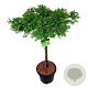 Metasequoia gl. 'Miss Grace' 60 cm stam 15L