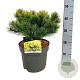 Pinus mugo 'Ophir' 25-30 cm 7,5L