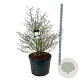 Magnolia stellata 125-150 cm cont. 130L solitair