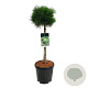 Pinus mugo 'Varella' 60 cm stam 15L