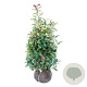 Photinia fraseri 'Red Robin' 100-125 cm met kluit extra