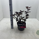 Physocarpus opulif. 'Diabolo' 30-40 cm 3,0L