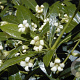 Pittosporum heterophyllum 20-25 cm 2,0L