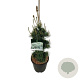 Pinus parv. 'Negishi' 60-80 cm 15L