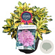 Rhododendron 'Blattgold' 30-40 cm 5,0L struik