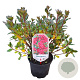 Rhododendron (AJ) 'Excelsior' 20-25 cm 2,0L