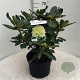 Rhododendron 'Horizon Monarch' 50-60 cm 10L