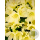 Rhododendron 'Ostergold' 50-60 cm 10L