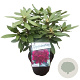 Rhododendron (P) 'Polarnacht' 30-40 cm 5,0L struik