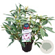 Rhododendron 'Saffrano' 30-40 cm 5,0L struik