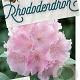 Rhododendron (Y) 'Silberwolke' 40-50 cm 20L