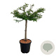 Taxodium dist. 'Secrest' 60 cm stam 15L