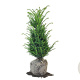 Taxus baccata 60-80 cm met kluit