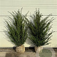 Taxus baccata 60-80 cm met kluit