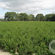 Taxus baccata 60-80 cm met kluit